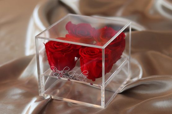 Crvene ruže u modernoj prozirnoj kutiji - 4 cvijeta