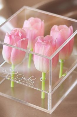 Roza tulipani u modernoj prozirnoj kutiji - 4 cvijeta